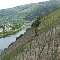 FP Vitivinicultura en BALEARES