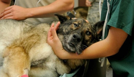 Dónde Titularte como Máster Auxiliar Técnico Veterinario ATV