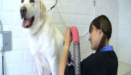 Mejora tu futuro profesional con los cursos más buscados de Peluquería y Estética Canina a Distancia