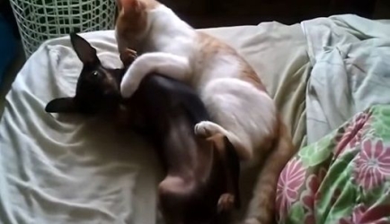 Cómo aprender Psicología Canina y Felina
