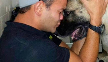 Cómo conseguir el Título de Análisis Clínicos Veterinarios
