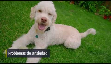 ¿Cuáles son las asignaturas que debes aprobar para formarte en el Curso de Psicología Canina y Felina?