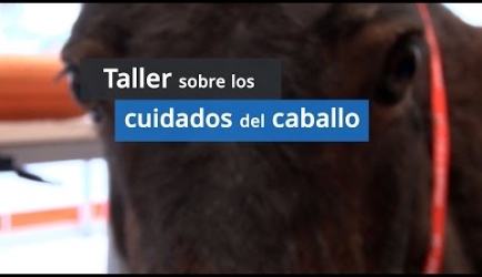Curso de Auxiliar Veterinario Ecuestre a Distancia: los expertos opinan