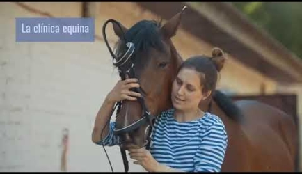 ¿Buscas saber las asignaturas que debes aprobar para convertirte en Auxiliar Veterinario Ecuestre?