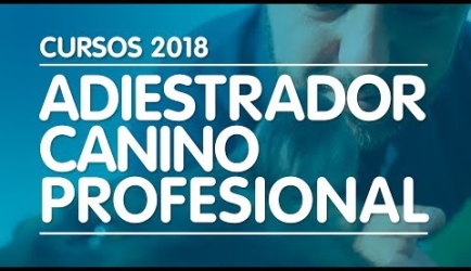 ¿Quieres estudiar en el Curso de Psicología Canina y Felina a Distancia?: entérate lo que dicen los Estudiantes
