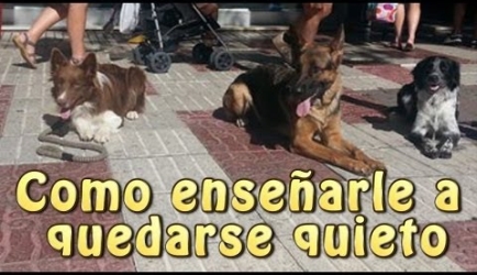 Fórmate en el Curso de Adiestramiento Canino Obediencia Básica a Distancia: Opiniones que nos cuentan los Expertos