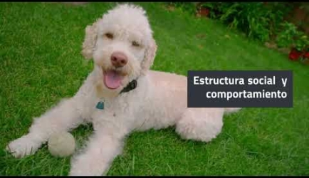 Formación de Adiestramiento Canino Obediencia Básica a Distancia: plan de estudios y tiempo de duración de la Formación