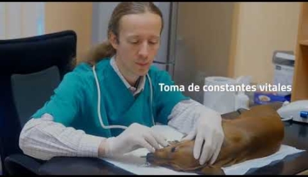 ¿Cuáles son las asignaturas que debes estudiar para formarte como Auxiliar Veterinario de Animales de Compañía?