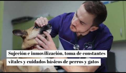 ¿Cuánto tiempo dura la FP para titularte como Auxiliar Veterinario y cuáles son las asignaturas que aprenderás?