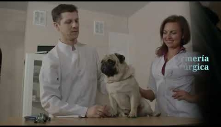 ¿Cuánto tiempo dura la Formación de Máster Auxiliar Técnico Veterinario ATV y cuáles son sus asignaturas?
